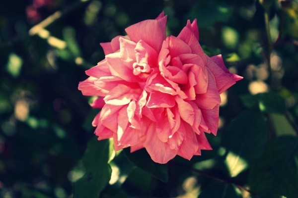 Rose Garden Conserving Water
