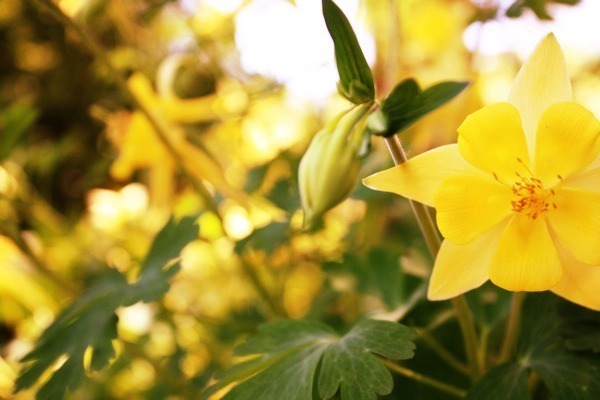 Yellow Flower