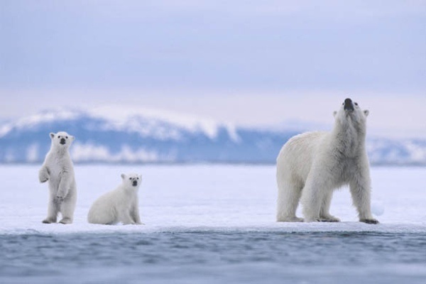 Good Girl Gone Green Polar Bears