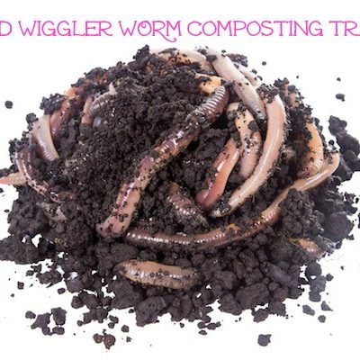Composting with Red Wigglers