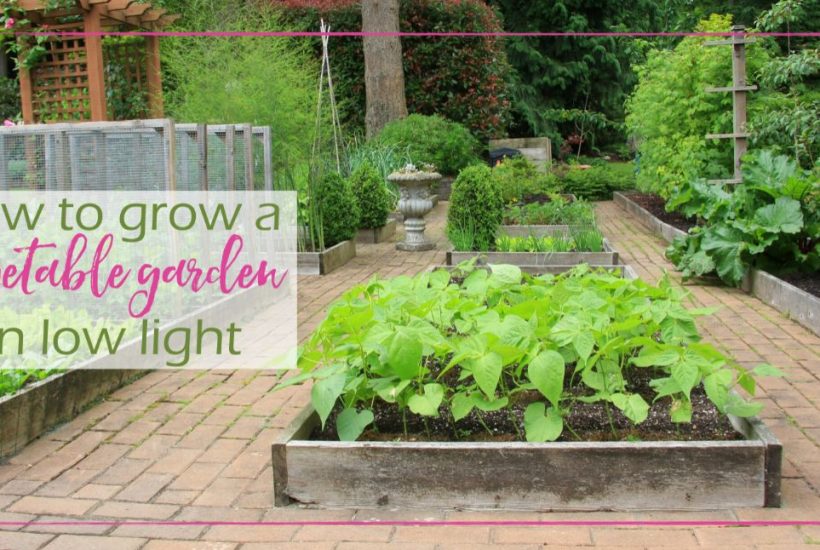 Grow a Vegetable Garden in Low Light goodgirlgonegreen