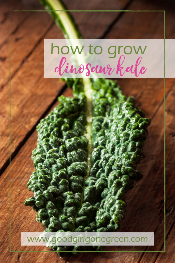 How to Grow Dinosaur Kale Stephanie Moram