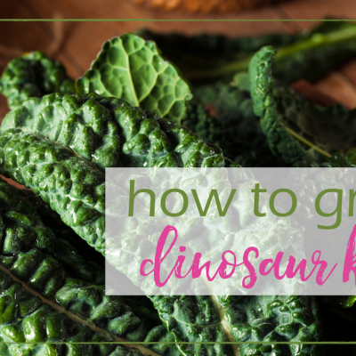 How to Grow Dinosaur Kale