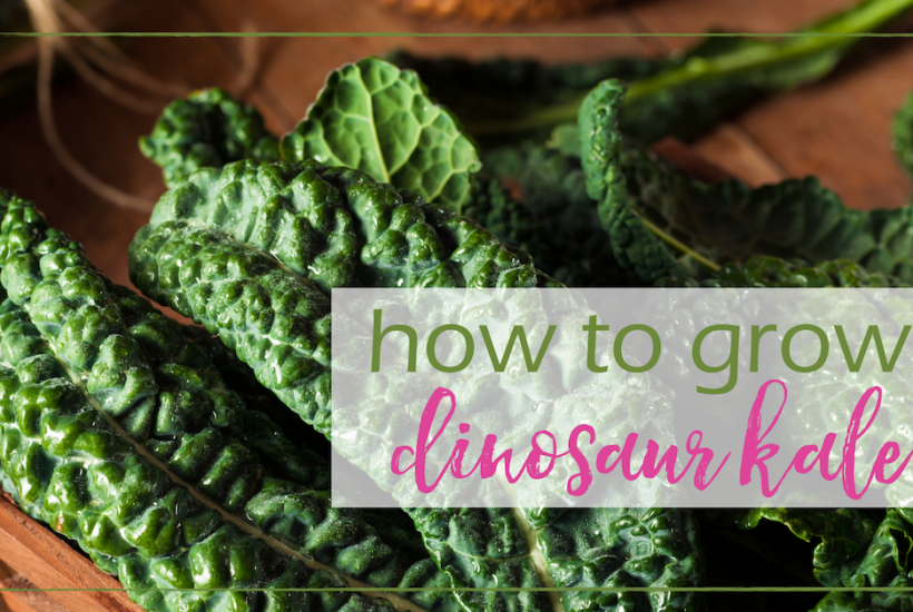 Dinosaur Kale | GoodGirlGoneGreen.com