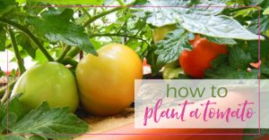 How to Plant a Tomato - GoodGirlGoneGreen