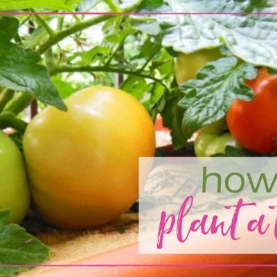 How to Plant a Tomato