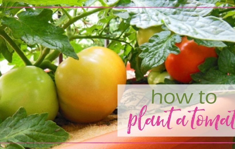 How to Plant a Tomato - GoodGirlGoneGreen