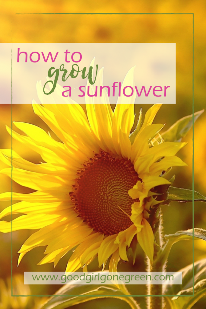 How to Grow a Sunflower | GoodGirlGoneGreen.com