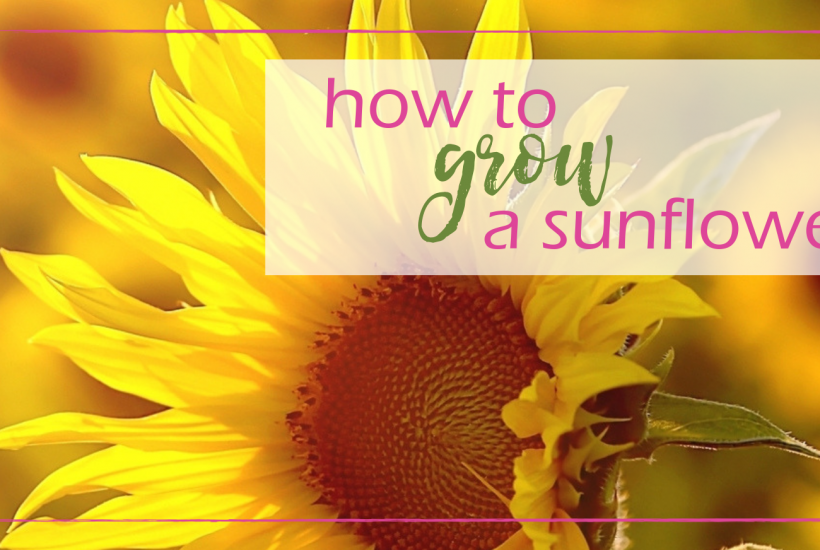 How to Grow a Sunflower | GoodGirlGoneGreen.com