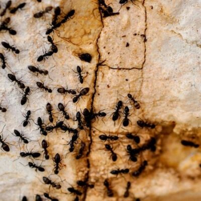 Keeping a Green Home Pest-Free Naturally